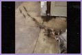 Rats Run Out From Under Homeless Person's Blanket on NYC Subway Platform