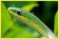 What Do Rough Green Snakes Eat?